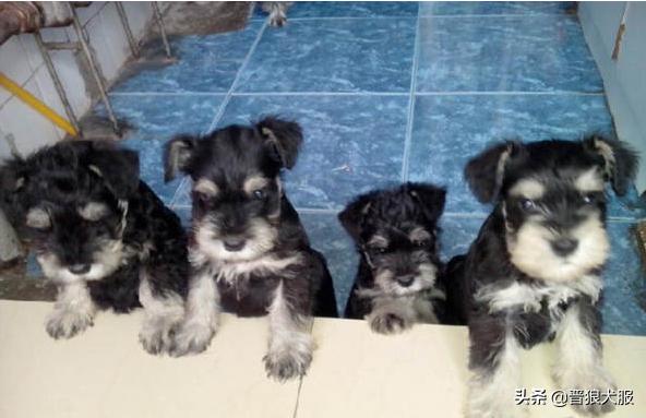 网上买宠物犬骗局,网上买宠物狗安全吗知乎