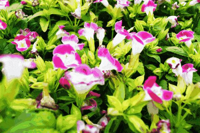 欧洲美食海鲜自助,单人东南亚海鲜自助餐