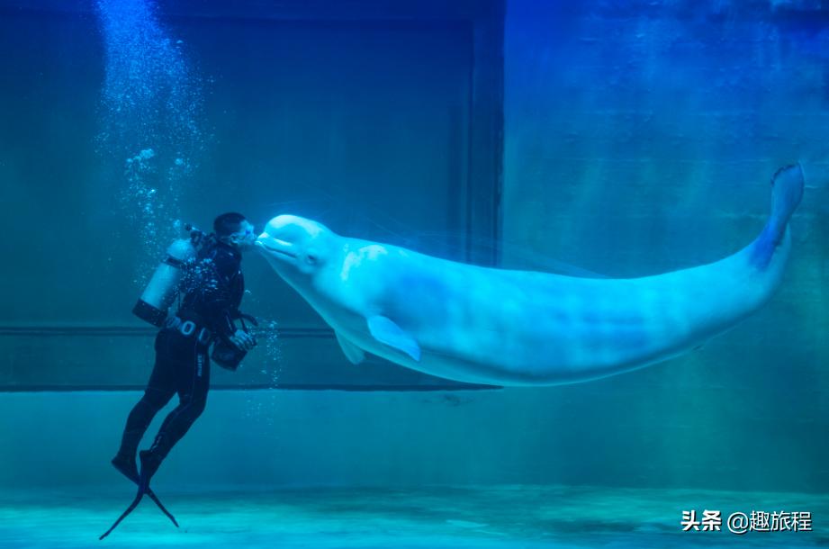 开年特惠仅需89.9元，畅游小梅沙海洋世界门票，,快抢啊!