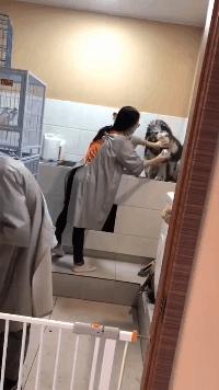 gif搞笑动图大全幽默瞬间,搞笑gif动图步骤