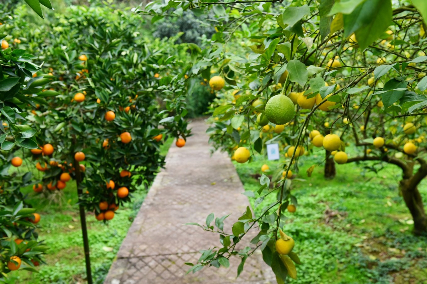 重庆市忠县柑橘园,柑橘之乡忠县