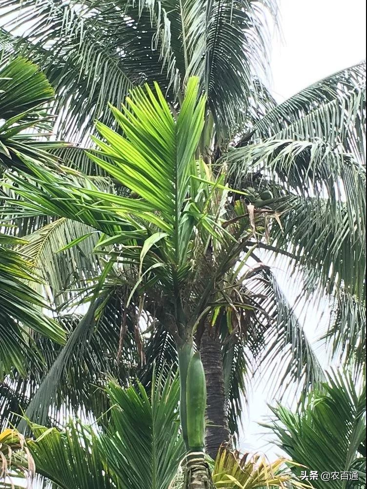 槟榔花苞怎么处理,槟榔还没打花苞是要打什么肥