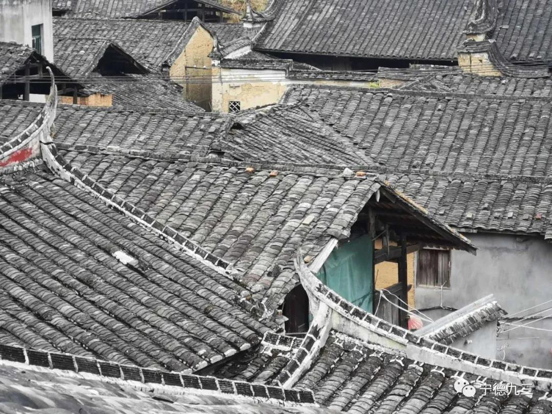 九三学社宁德市委员会,宁德古田乡村振兴