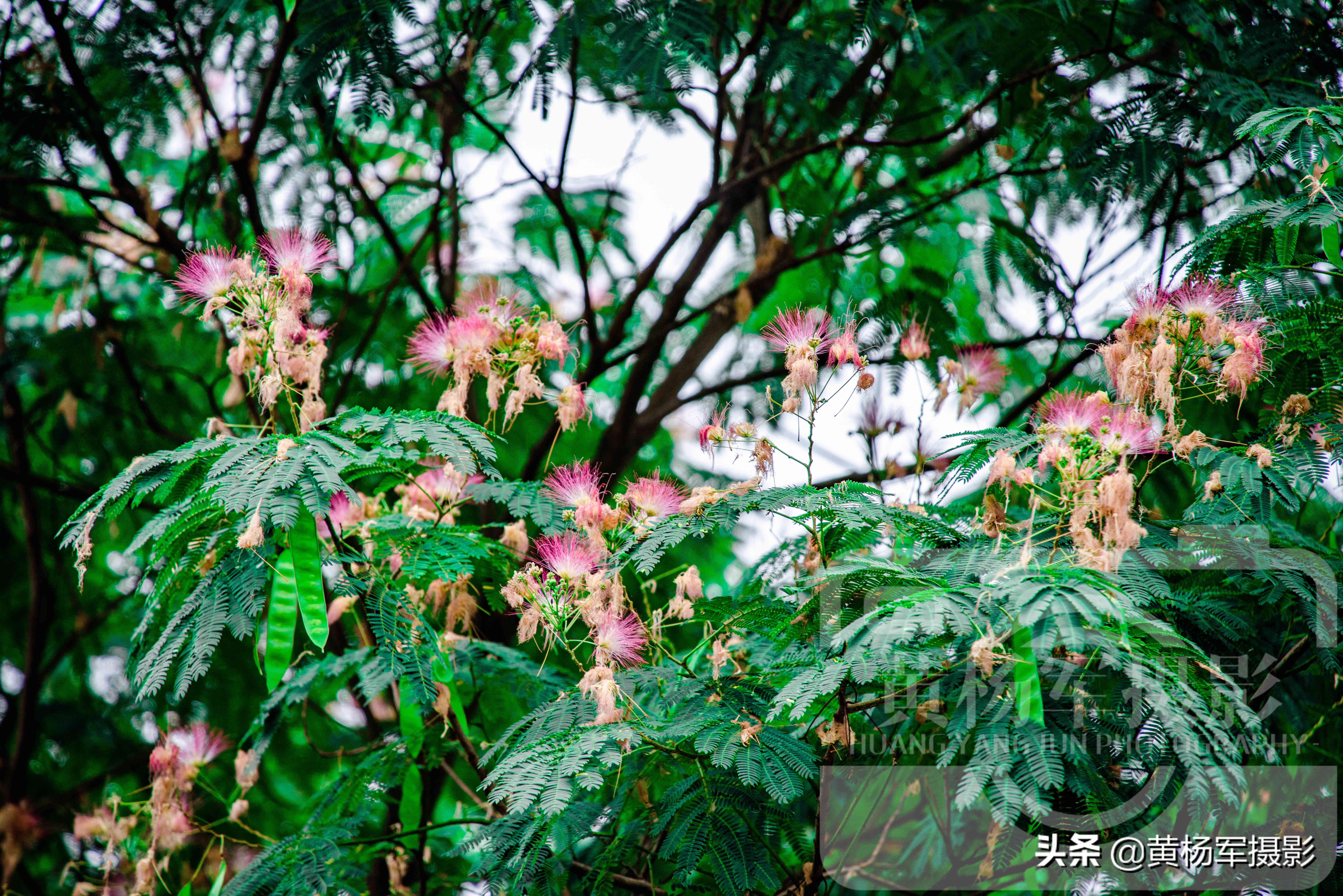 六月美丽盛开的*欢合**花，娇艳的花朵绽放在绿叶间