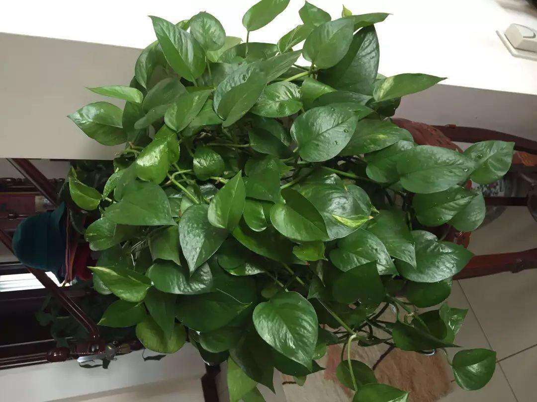 绿萝叶子发黄的原因及解决方法,绿萝叶子发黑是哪一步做错了