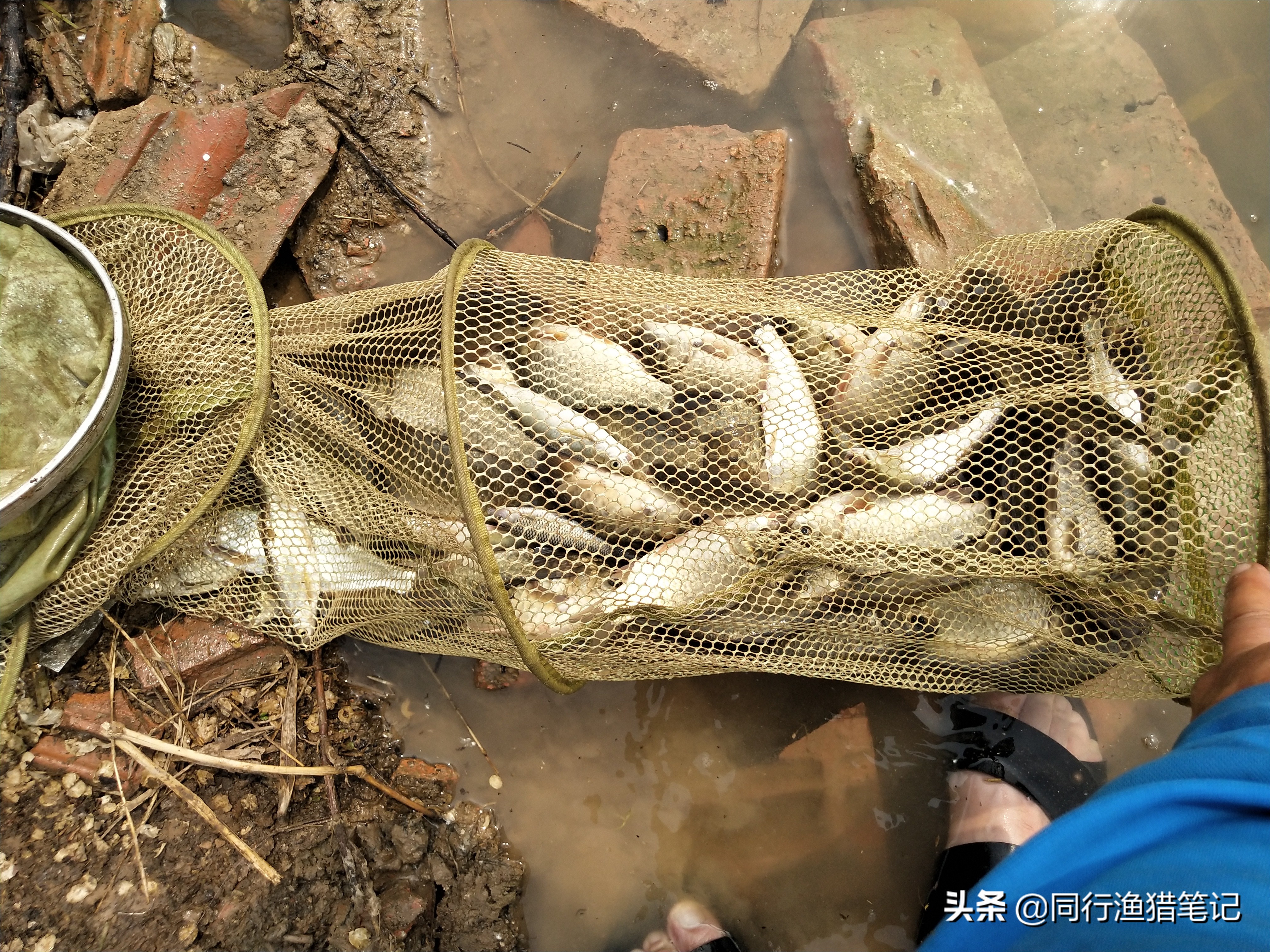 看不到鱼口却中鱼怎么解决,早上傍晚鱼不开口怎么回事