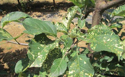 苹果病毒病预防,苹果病毒最佳防治方法