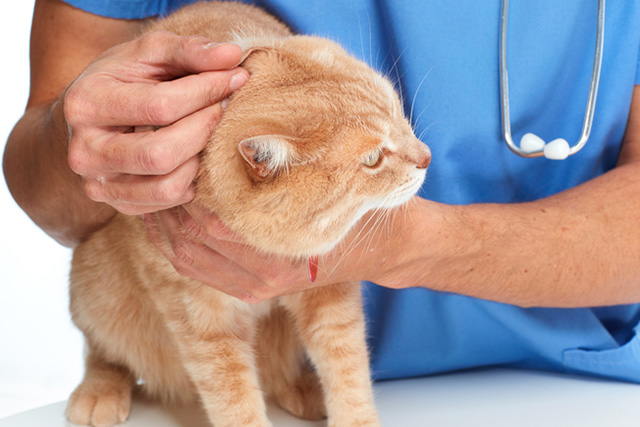 猫咪得了胰腺炎应该选什么猫粮,猫咪胰腺炎肚子疼缓解方法