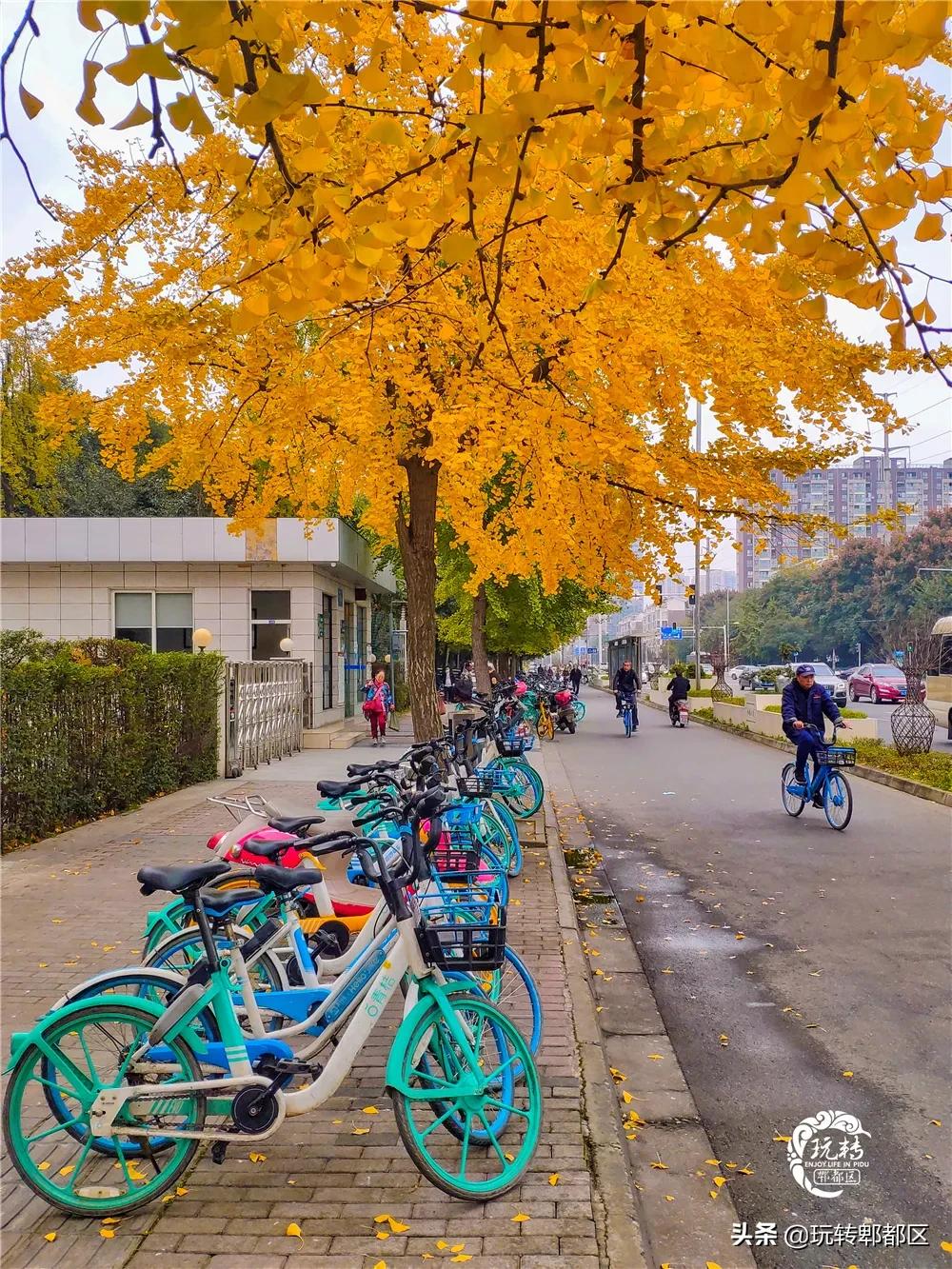 郫都区十大银杏打卡地,郫都区看银杏最好的地方