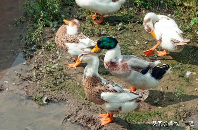 孵化过程停电,孵化中停电了怎么办