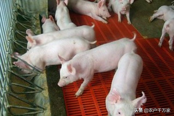 仔猪各个阶段的饲养管理,仔猪各个阶段的生长体重是多少