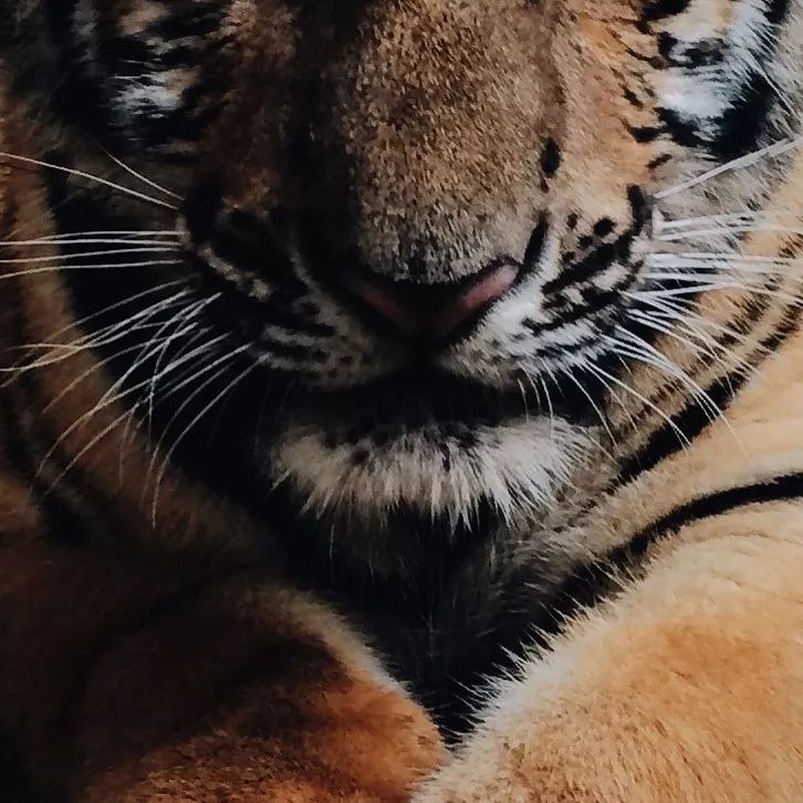 牧场生产管理方法,规模化牧场饲养管理标准