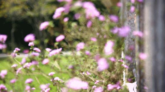 300+万㎡原始森林秘境，天河就有