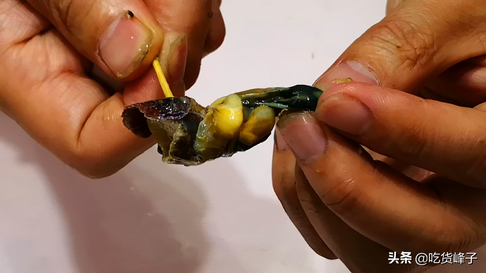 海螺用凉水还是热水煮,煮海螺为啥放白糖