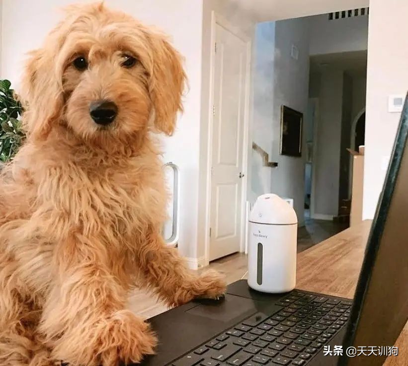 狗子一直咔咔咳和打喷嚏,换季期的狗子一直咳