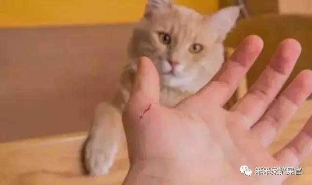 猫咪最近喜欢咬人是得了狂犬病吗,猫咪为什么喜欢咬人手