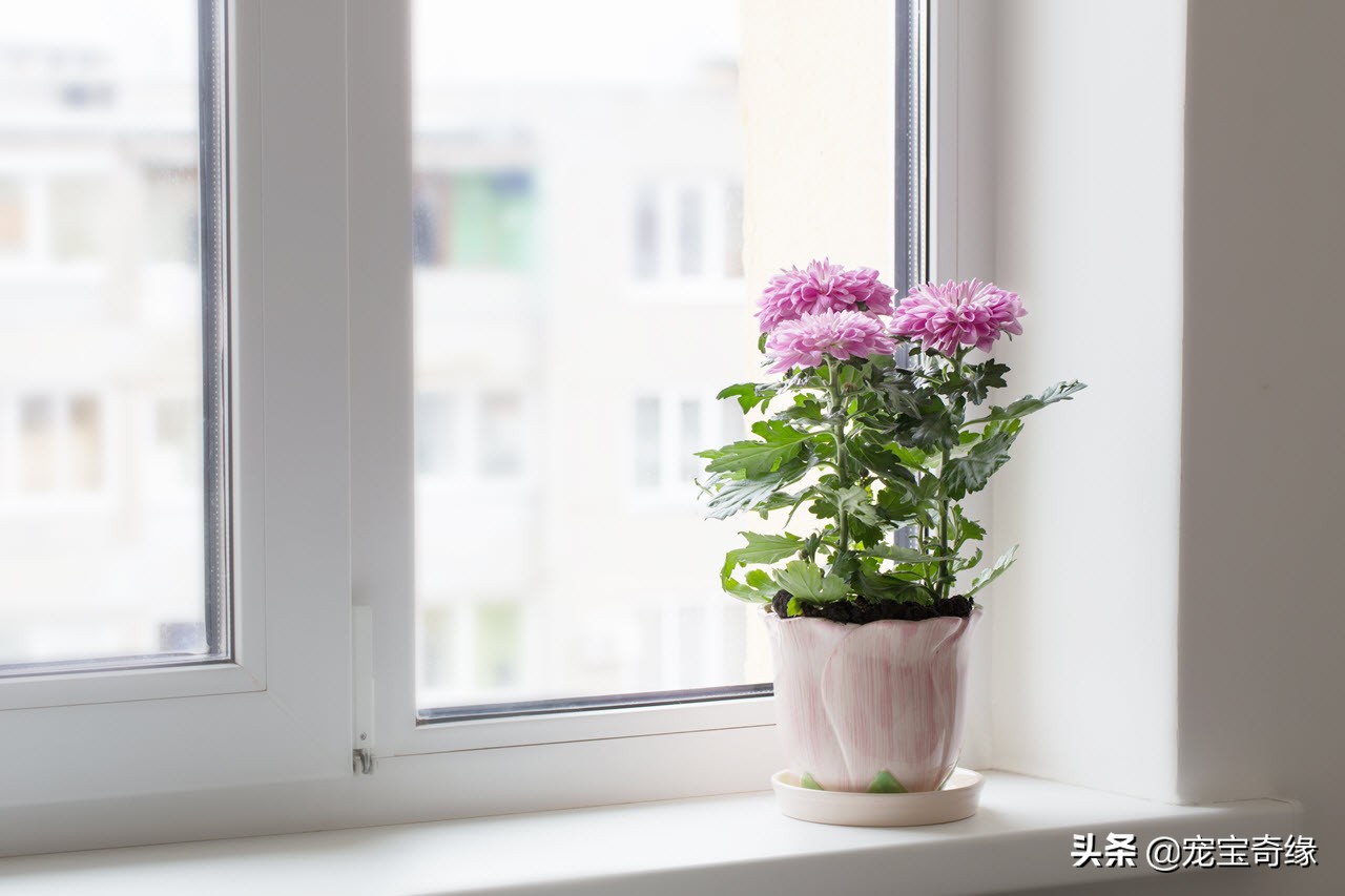 铲屎官必须要知道的猫咪常见疾病,铲屎官对猫有什么危害