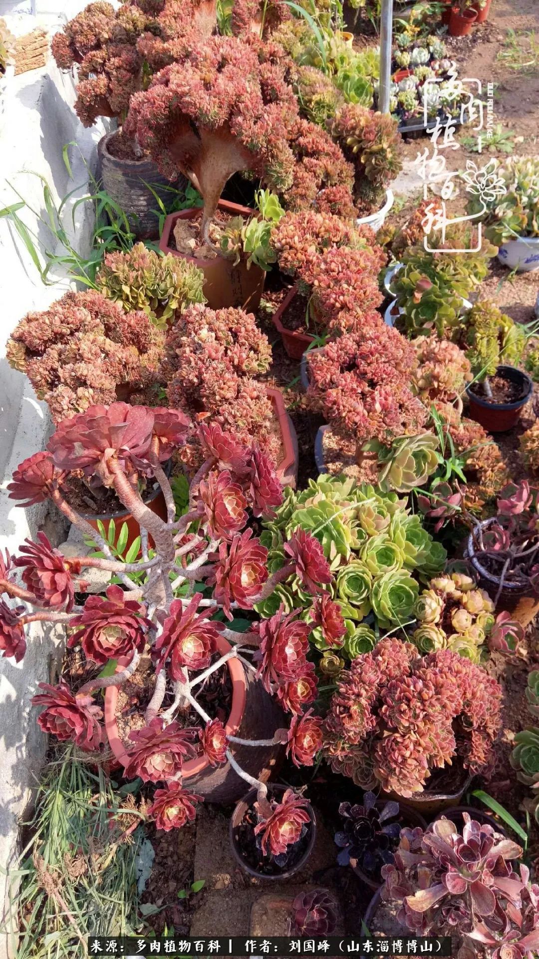 多肉安全度夏技巧,多肉如何度夏教学