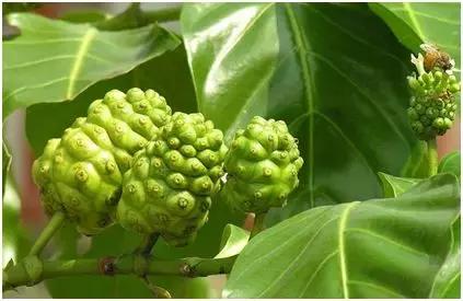 农业创业将迎来井喷潮，稀有创业种养项目让您嗅出财富商机！