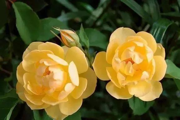 100种玫瑰图片大全,介绍100种不同品种的玫瑰视频