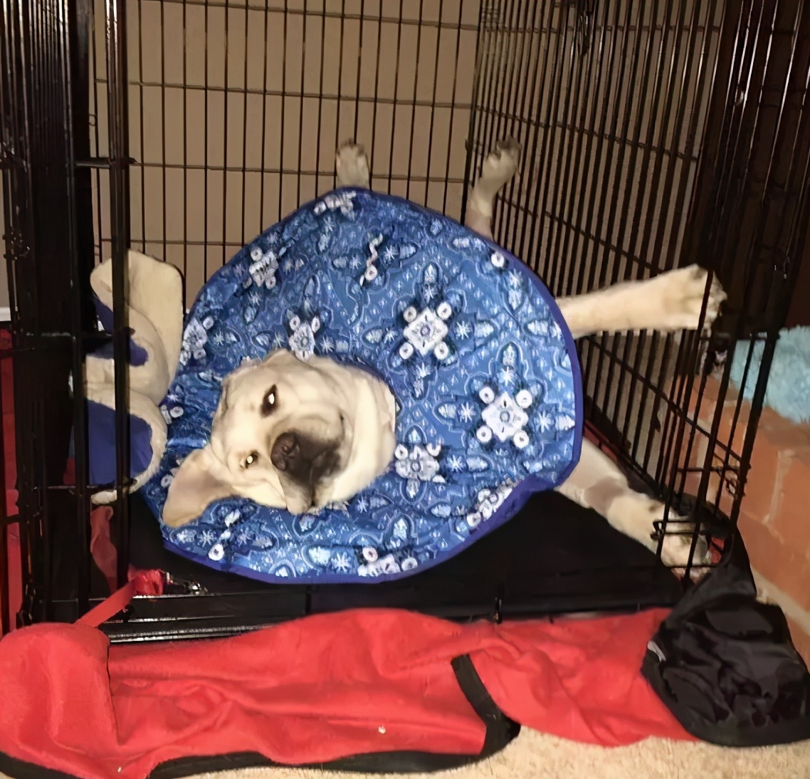 给猫戴上脖圈之后很低落,为什么给猫戴上猫圈就安静了