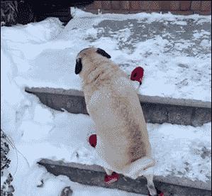 保护狗狗不会被蜜蜂蛰,保护狗狗不忍受蜜蜂伤害