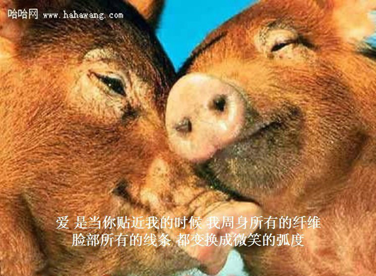 我只想说声爱你,只想再爱你一次