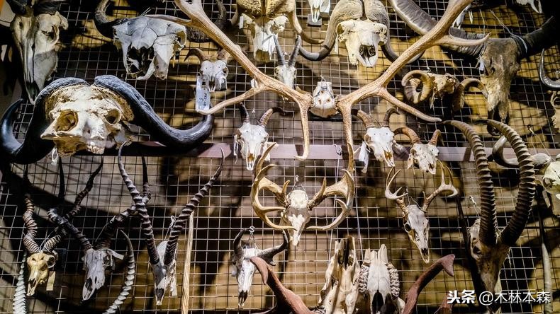 加拿大旅行日记,多伦多最佳生活日记