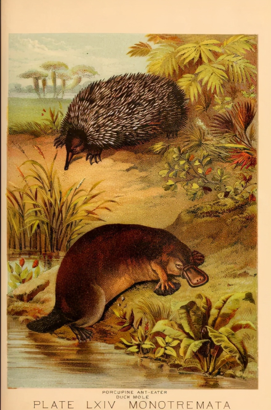 婢虫床閽堥脊鍒虹尙,鍏ㄤ笘鐣屾渶澶ч拡榧瑰拰鍒虹尙