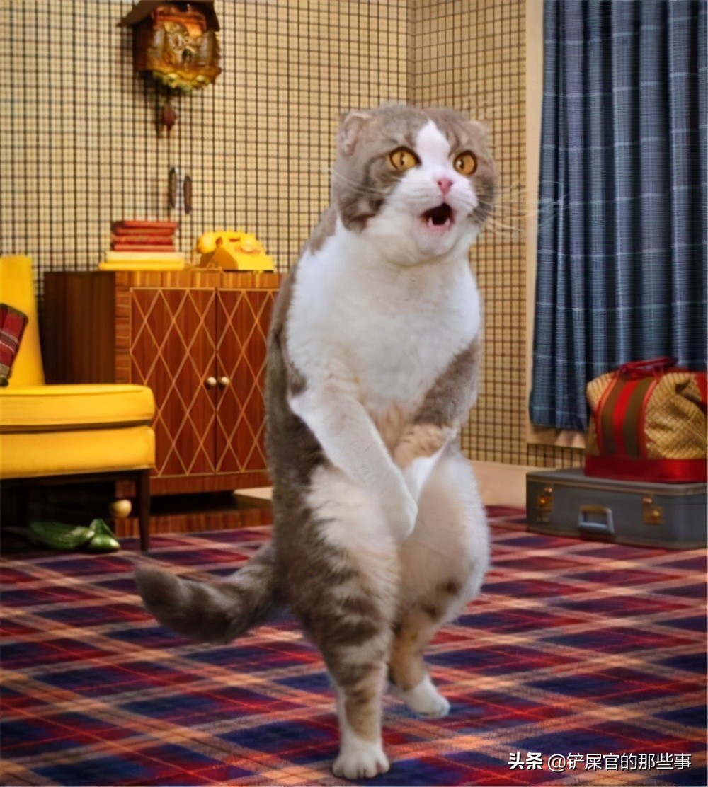 猫咪来大姨妈,猫咪来大姨妈是什么颜色