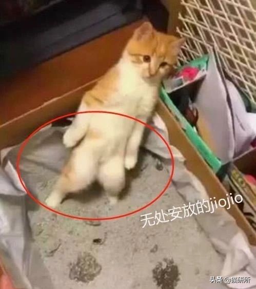 猫咪不用猫砂乱拉乱尿怎么办,猫咪尿味在家里怎么快速处理
