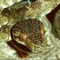 鬼吹灯神秘生物排行,鬼吹灯之怒晴湘西生物