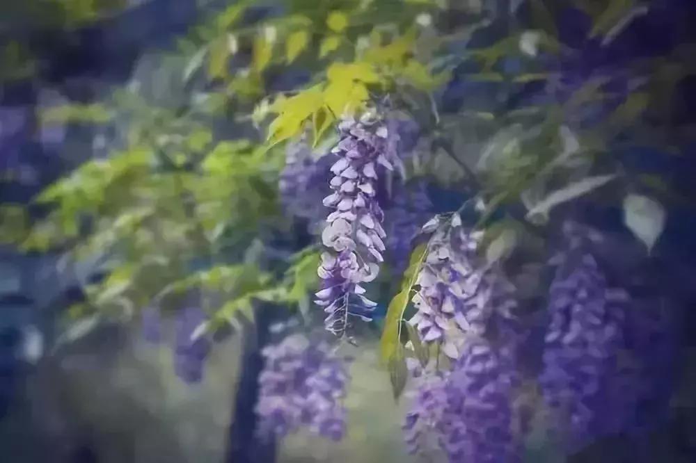 天津赏花好玩的公园,天津东丽湖哪里可以赏花