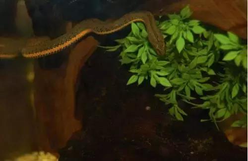 如何让观赏蛇类在人工环境下住得幸福