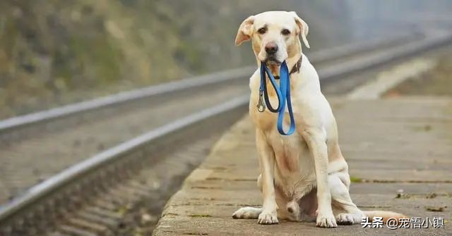 狗狗丢了用什么灵异方法找回来,狗狗丢了怎么找回流浪狗