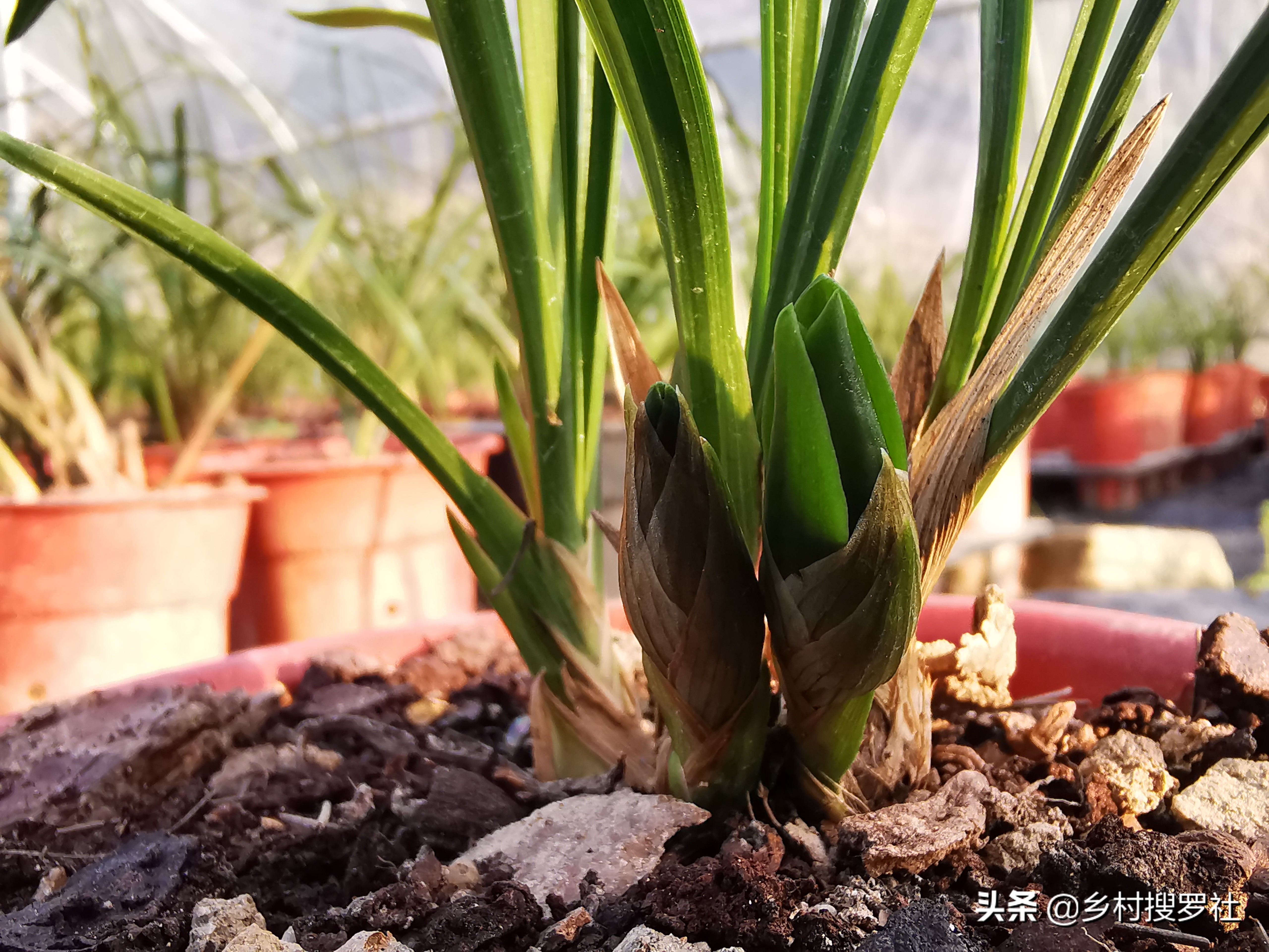 兰花户外养叶子偏黄,懒人养花一个月不浇水