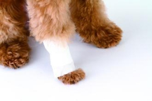 狗狗趴一会起来腿就瘸是怎么回事,狗狗趴久了站起来一瘸一跛