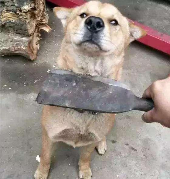 主人对狗狗做的6件事,主人做什么动作狗狗会开心