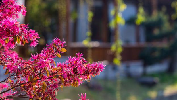 喜之家,喜之家视频