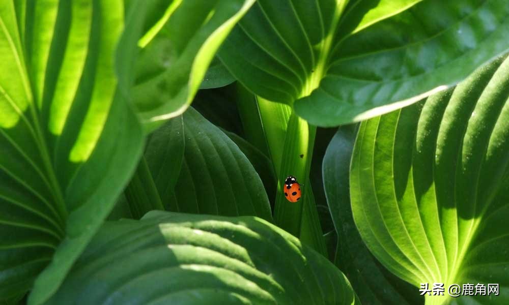 苍蝇冬眠时躲在哪里,下雨时苍蝇和蚊子在哪