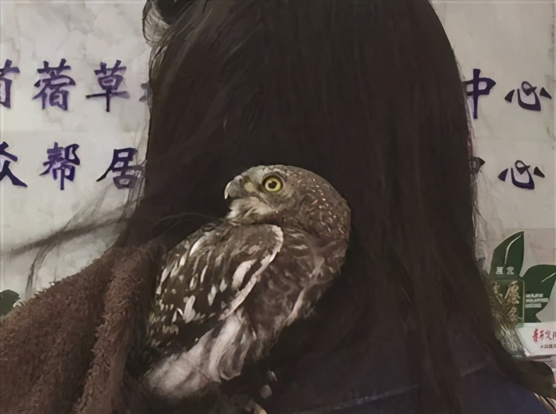 有多少南京人，获得过猫头鹰的祝福