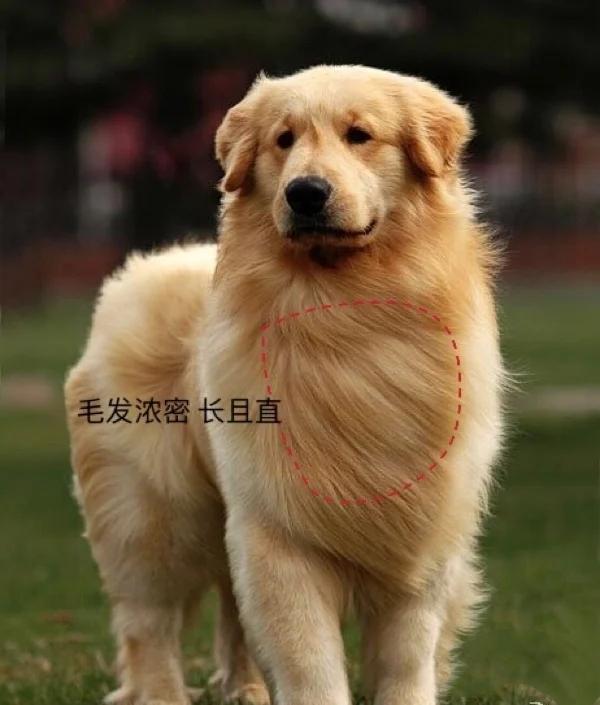 挑选金毛幼犬品相,一个月红毛金毛品相怎么看