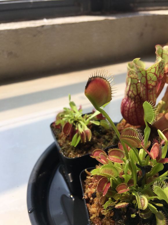 捕蝇草夹子变黑是怎么回事,捕蝇草夹子变黑变干怎么办