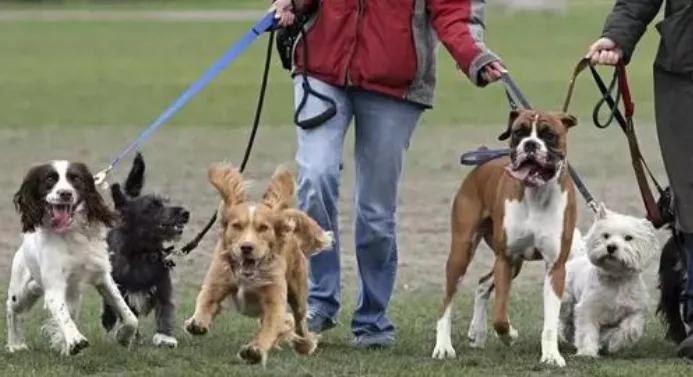 狗狗出门兴奋的解决方法,狗狗出门很兴奋乱叫怎么办