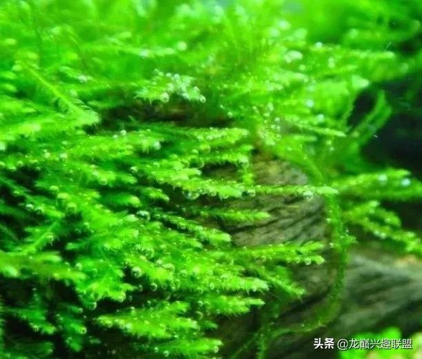 沉木绑扎什么莫斯好,珊瑚莫斯怎么绑扎