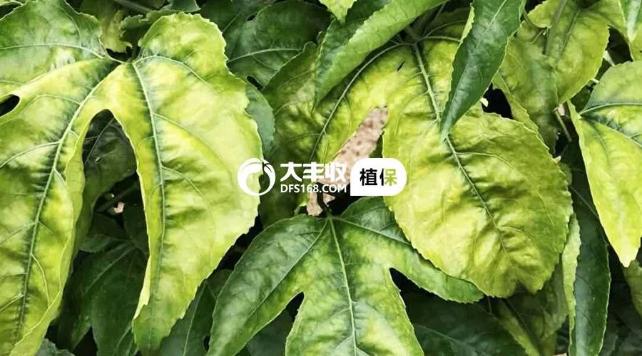 百香果烂根专用药,百香果烂根治疗