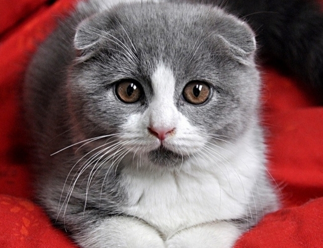 猫咪跳蚤怎么彻底清除,猫咪有跳蚤洗澡能洗掉吗