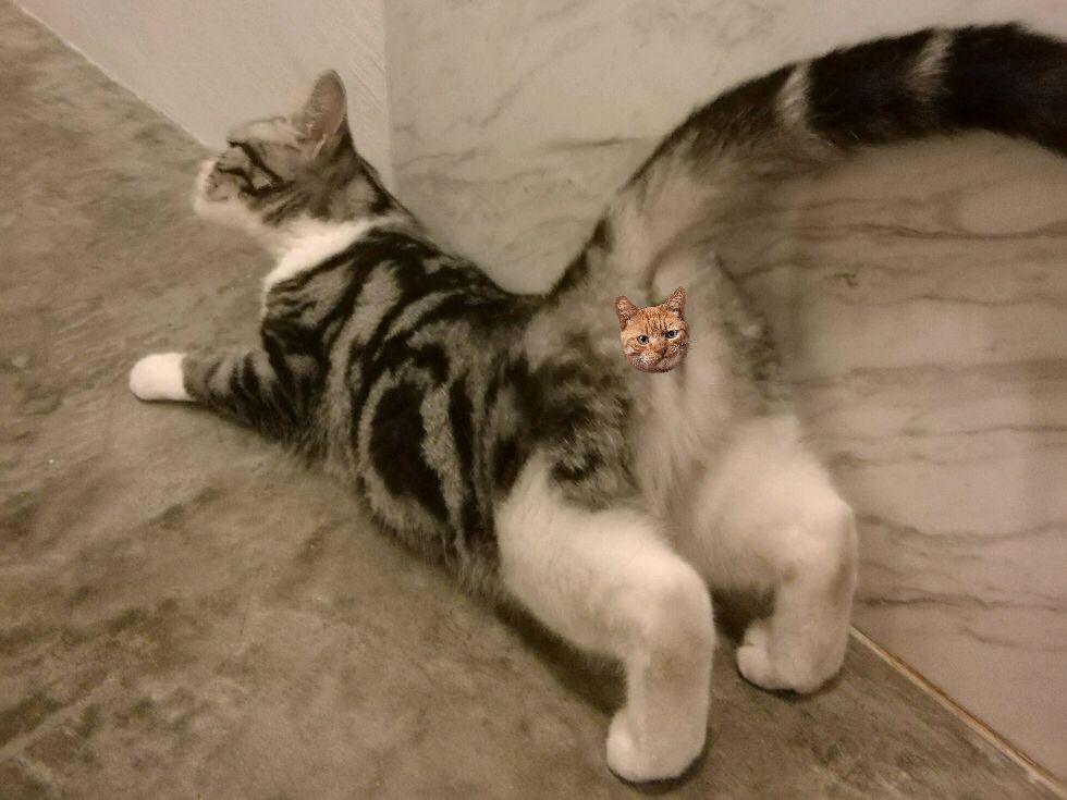 猫交配时，为什么叫声凄惨？公猫为什么要咬母猫的后颈？