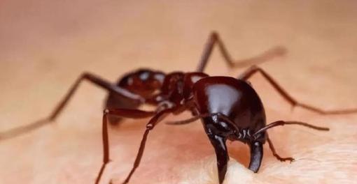 非洲流传已久的神奇巫术，治疗伤口只需蚂蚁缝合，专家：不可思议