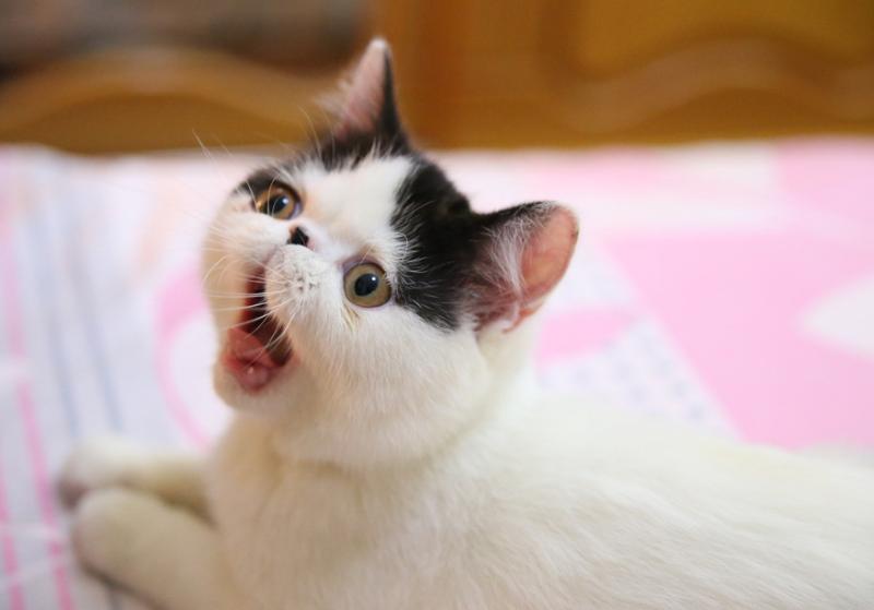 猫咪吃猫毛对它的身体有危害吗,小猫吃猫砂对猫咪有什么危害